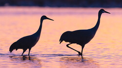 Two wading birds silhouetted against a pink and purple sunset sky while standing in shallow water.