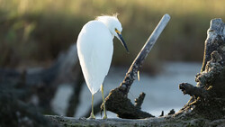 White egret perched on weathered driftwood beside calm water, head lowered in contemplative pose.