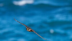 A slender fish with an elongated body and pointed snout swimming horizontally against a blurred blue ocean background.