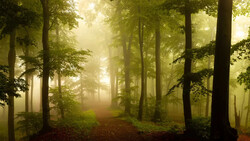 Misty forest path lined with tall trees and dappled golden sunlight filtering through the canopy.