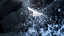 White gull in flight against dark stormy sky with water spray and particles.