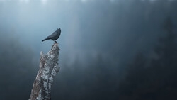 Dark bird perched atop a weathered, lichen-covered wooden post in fog.