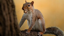 Fox squirrel on a branch with mouth open, displaying teeth against a warm golden background.