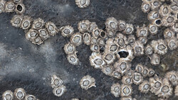 Clusters of acorn barnacles densely attached to a dark rocky surface with exposed sea water.