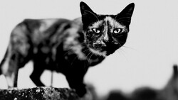 Black and white portrait of a cat standing on a surface, looking directly at the camera with intense eyes.