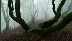 Gnarled trees with moss-covered trunks in a misty forest with brown leaf litter ground.