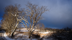 Bare trees casting long shadows across snow-covered hillside under dramatic blue sky.