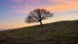Solitary bare tree silhouetted against a golden sunset sky on a sloping hillside.