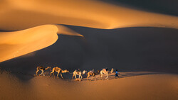 Camel caravan with handlers traversing golden sand dunes under dramatic shadows.