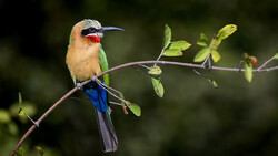 Colorful bee-eater perched on a thin branch with green leaves, displaying vibrant plumage of warm tan, blue, and red markings.