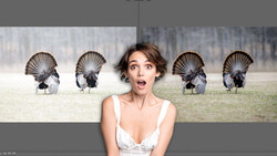 Woman in white dress with surprised expression composited in front of five wild turkeys displaying their tail feathers.