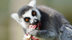Ring-tailed lemur eating red fruit, showing distinctive facial markings and orange eyes.