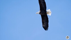 Bald eagle in flight against clear blue sky, wings spread in diving position.