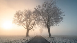 Bare trees lining a misty road at sunrise with frost-covered fields on either side.