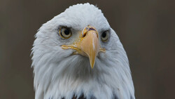 Close-up portrait of a bald eagle facing the camera with intense golden eyes and pale plumage against a neutral background.