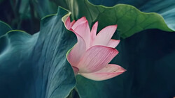 Pink lotus flower in partial bloom surrounded by large green lily pads and dark water.