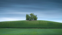 Solitary cluster of trees on the crest of a rounded green hill against a blue sky.