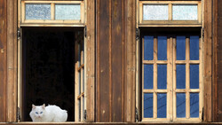 White cat sitting in a dark wooden window frame, looking toward the camera.