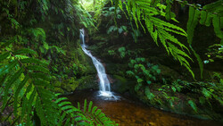 Waterfall cascading into a dark pool surrounded by lush green ferns and moss-covered rocks in a dense forest.