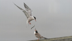 Common Tern in flight hovering above another tern perched on a log, both birds shown in sharp detail against an overcast sky.