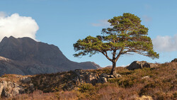Windswept acacia tree on rocky hillside with mountain backdrop and clear blue sky.