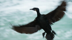 Silhouetted cormorant or similar water bird in flight with wings spread against turquoise ocean water.
