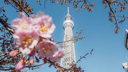 Tokyo Skytree tower framed by pink flowering branches against clear blue sky.