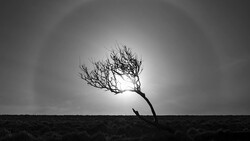 Gnarled tree with sparse branches silhouetted against bright sky in stark monochrome landscape.