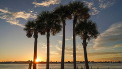 Five palm trees silhouetted against a golden sunset over calm water.