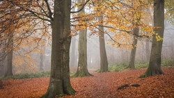 Misty autumn forest with tall trees, golden foliage, and reddish-brown leaf-covered ground.
