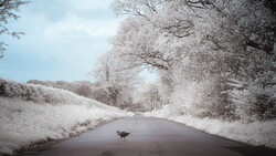 A lone deer crossing a wet asphalt road lined with frost-covered trees and brush.