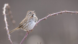Streaked bird with buff and brown plumage perched on a thorny branch, singing with beak open.