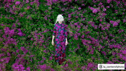 Woman with white hair standing among vibrant magenta flowering shrubs in overhead aerial composition.