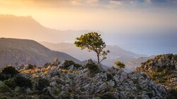 Solitary tree silhouetted against layered mountains at golden hour in rocky terrain.