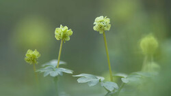 Three delicate pale yellow flowers with layered petals on thin green stems, surrounded by soft-focused green foliage.
