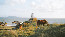 Brown horse grazing on coastal grass with white lighthouse on rocky peninsula in background.