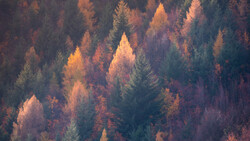 Aerial view of mixed conifer forest with trees displaying autumn gold and rust tones against darker evergreens.