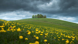 Rolling green hill dotted with yellow flowers under dramatic storm clouds, with a cluster of trees on the hilltop.