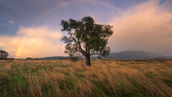 Solitary tree in golden grassland with stormy sky and distant mountains at sunset.