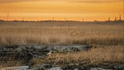 Marsh landscape at sunrise with golden light reflecting across water and dried grasses under an orange sky.