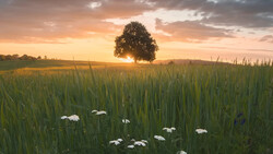 Solitary tree silhouetted against golden sunset in rural grain field with white wildflowers in foreground.