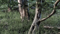 Gnarled tree trunk with spreading branches surrounded by dense green foliage and undergrowth.