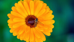 Honey bee collecting pollen on a bright yellow gerbera daisy with dark red center disk.