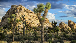Joshua trees and desert boulders under dramatic cloudy sky in arid landscape.