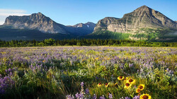 Alpine meadow filled with purple lupines and yellow wildflowers, backed by dramatic rocky mountain peaks and evergreen forest.