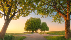 Tree-lined rural road at golden hour with clusters of trees creating a natural frame.