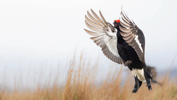 Black bird with red head and white wing markings in flight against blurred golden reeds.