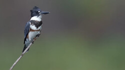 Belted Kingfisher perched on a thin branch with sharp focus and blurred green background.