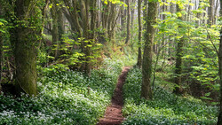 Forest path lined with white flowering plants and tall trees with dappled sunlight filtering through the canopy.