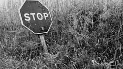 Weathered stop sign partially obscured by overgrown dried vegetation and tall grasses in black and white.